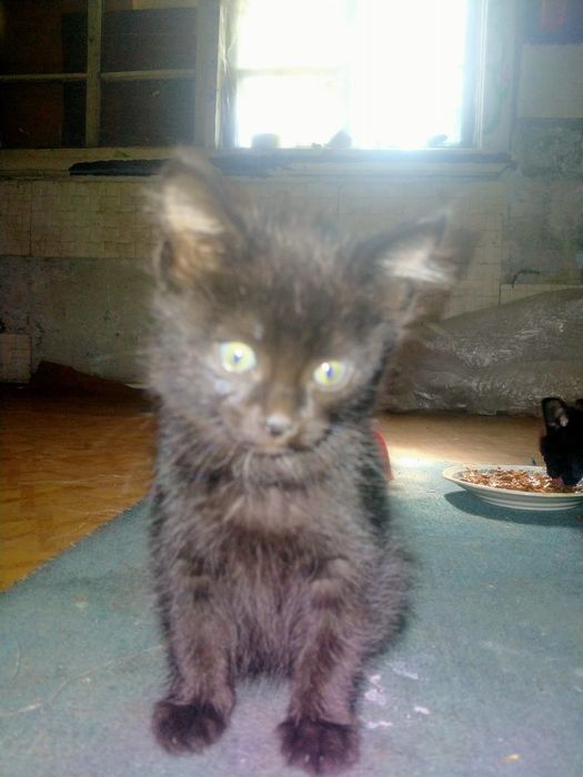 Очень красивые черные котята в добрые руки