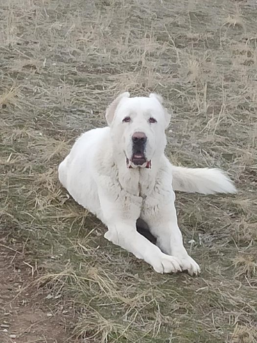 Продам щенка  алабай