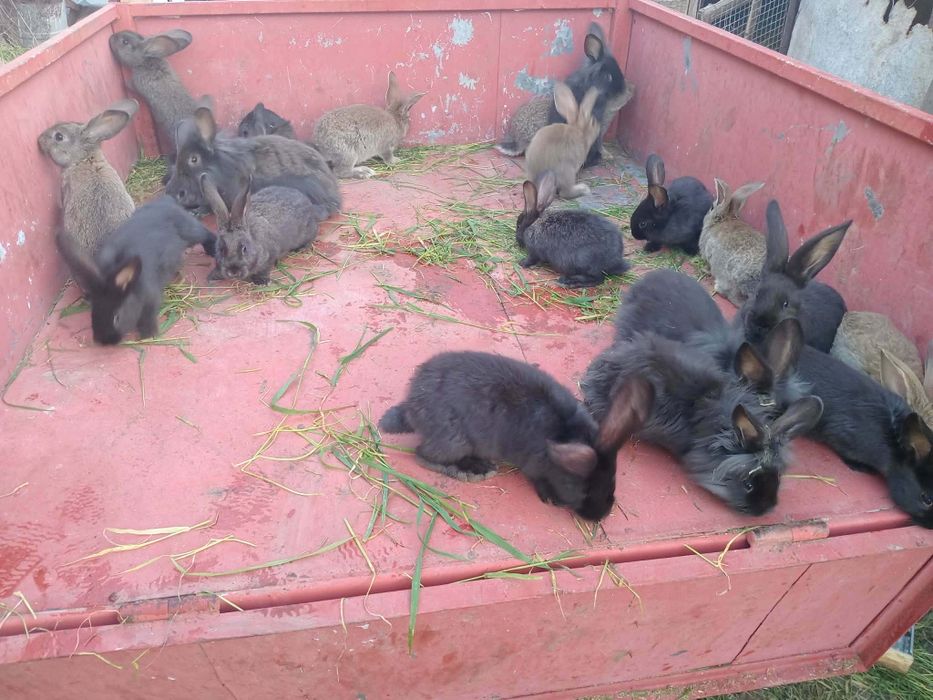 Vând pui de iepuri sau schimb cu animale