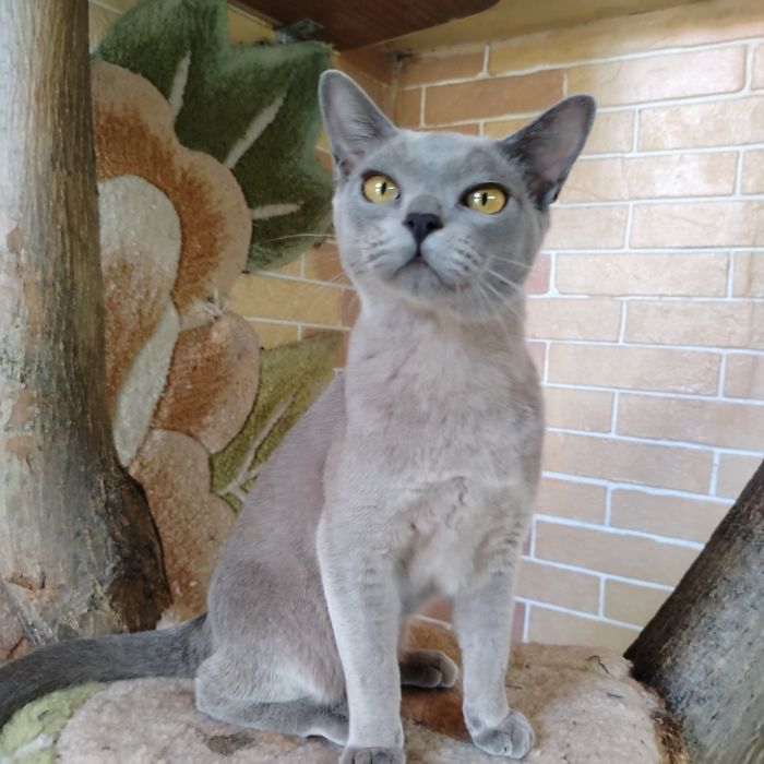 Бурманские котята