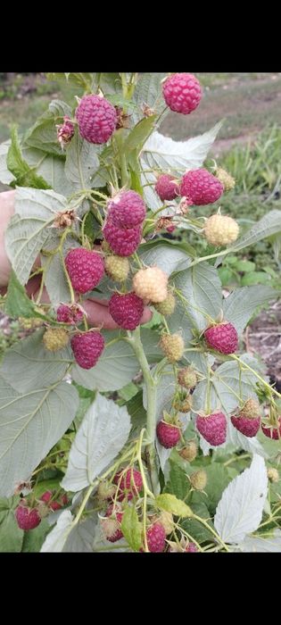 Продам саженцы малины , смородины черной натуральной , клубники.