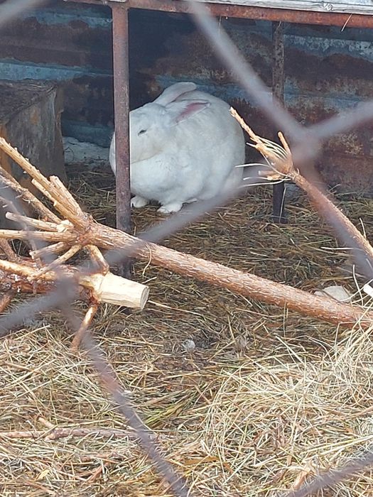 Кролихи покрытые. Находимся в ДСР