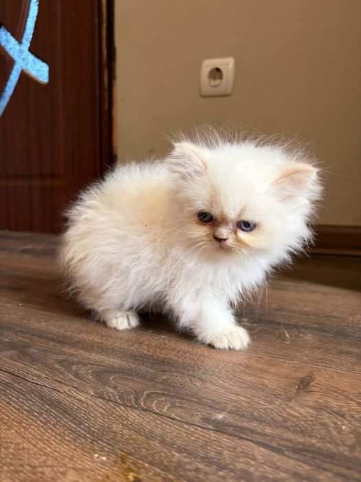 Персийско коте момченце