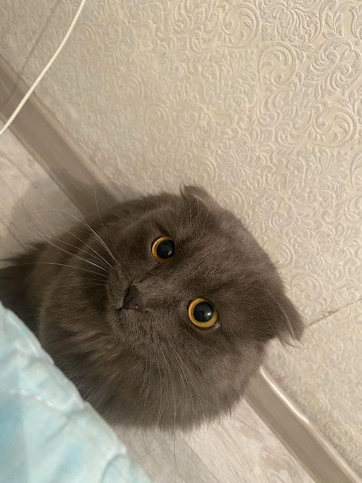 Отдам кота даром
