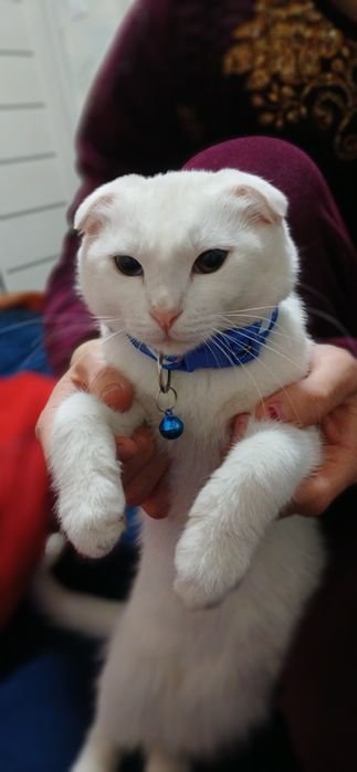 Uy mushugi xoxlaganlarga