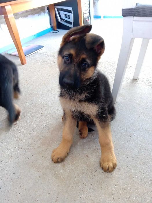 Немски овчарки бебета – 2 месеца, ваксинирани