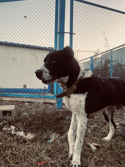 Алабай сатылады бойцовский