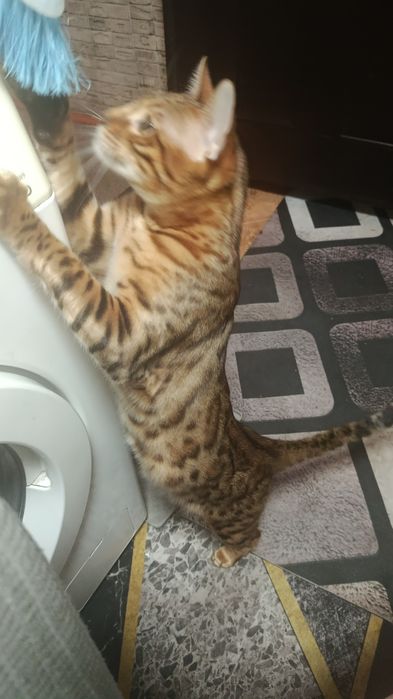 Продам бенгальский кот