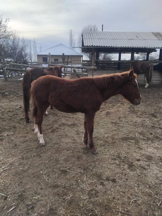 Тай сатылады ааа