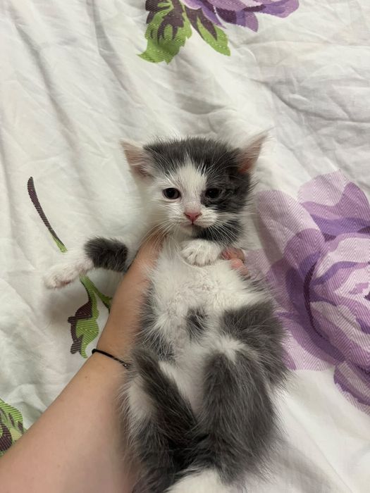 Маленькие, игривые котята