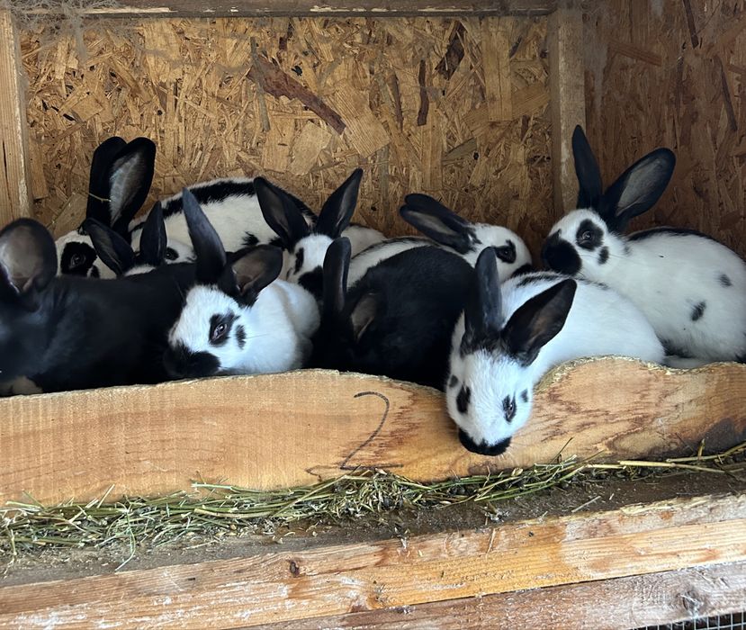 Pui de iepure fluture german