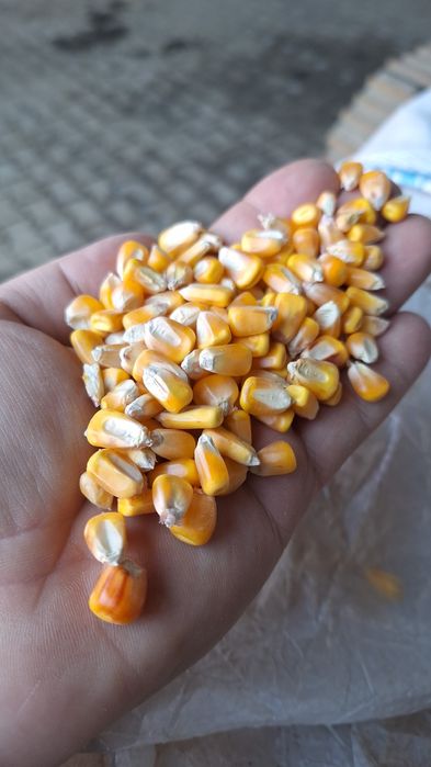 Porumb de vânzare!!
