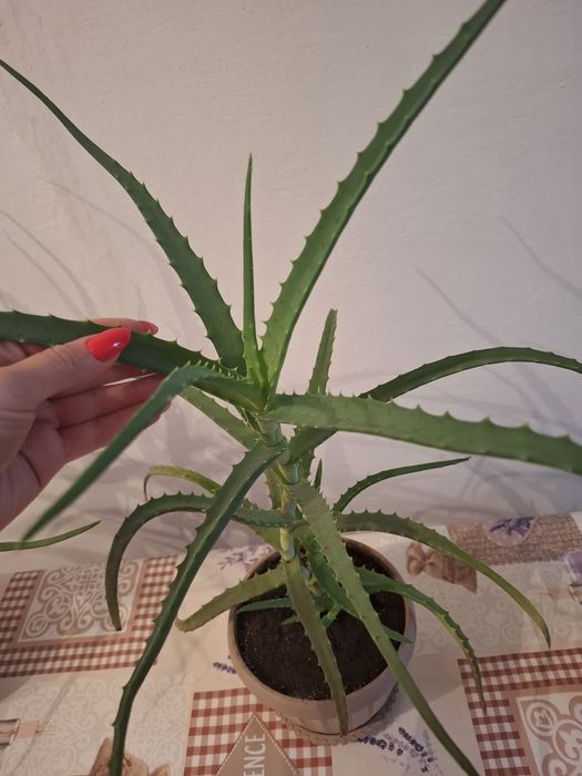Продам алое в горшке