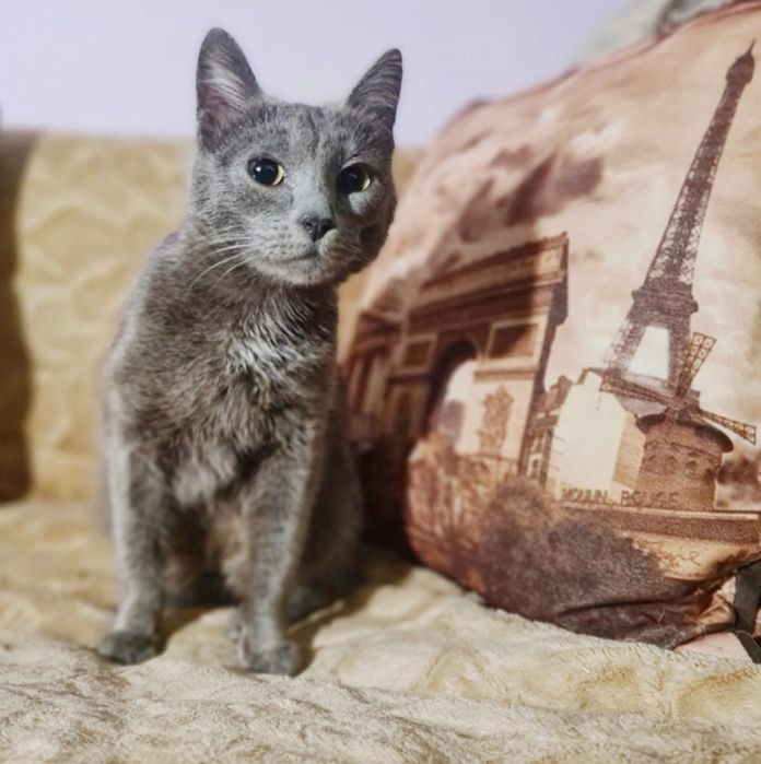 пороДистые КошеЧки 4 и 9 мес