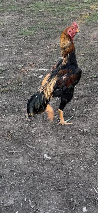 Продам питуха дакан