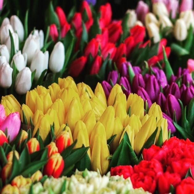 Тюльпаны оптом на 8 марта!!!