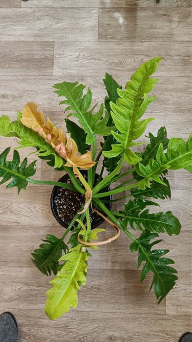 Филадендрон Золотой  Крокодил