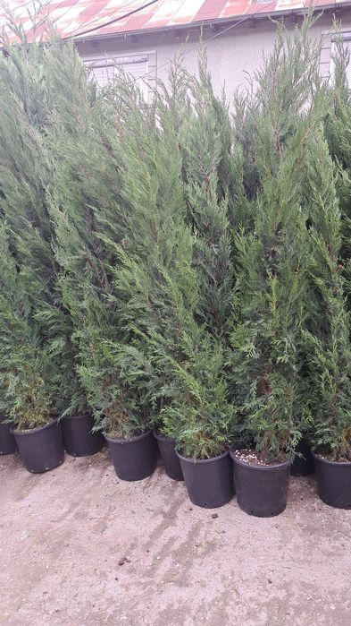 Plante decorative exemplu palmieri tuia brazi  leilandi mesteacăn