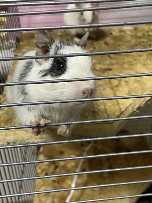 Donez doua veverite degu