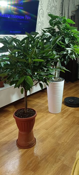 Комнатные растения от 2500