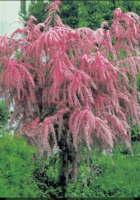 Pomi Albitia(arbori de matase), tamarix,rasaduri fragi,smochini,gutui.