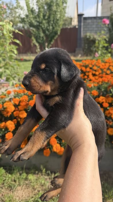 Продажа, щенки Добермана