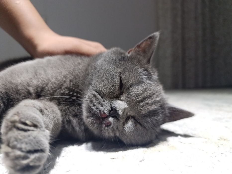 Продается кошка британская