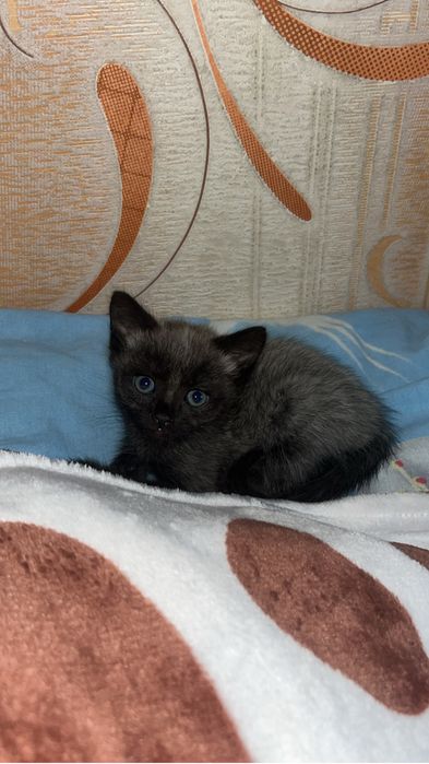 Отдам котенка девочку
