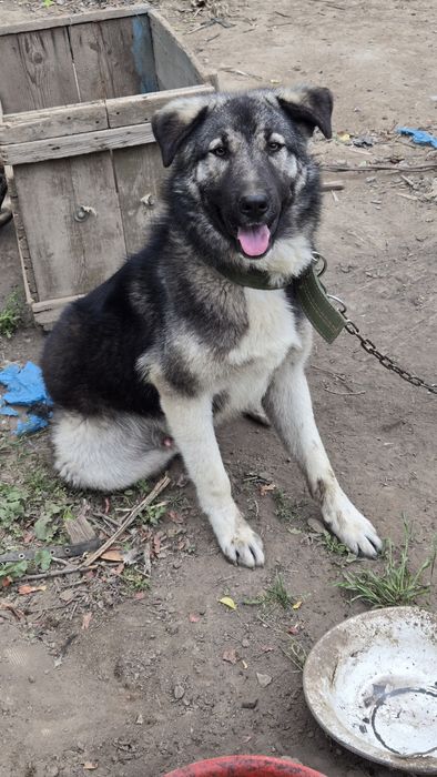 Отдам щенка в хорошие руки