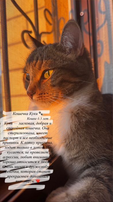 отдаем кошку в хорошие куки