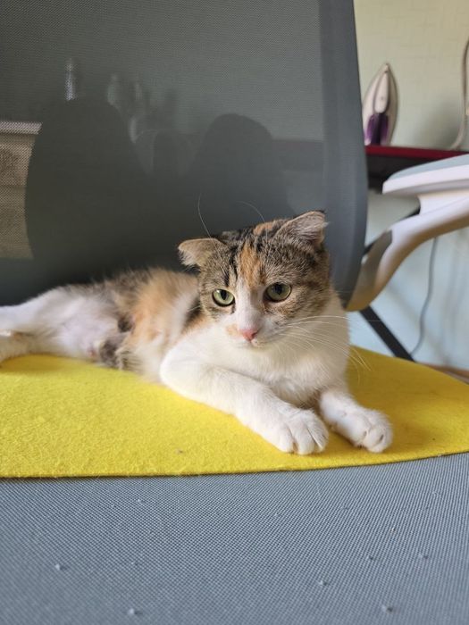 Кошечка ищет любищую семью