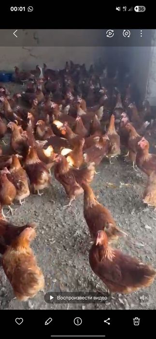 Ломан браун сатылады