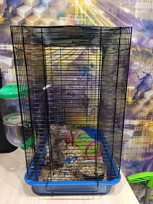 Продам клетку и крыс, можно отдельно.