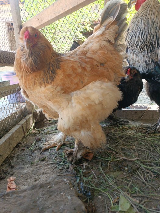 Brama tovuq va xoʻrozlar sotiladi