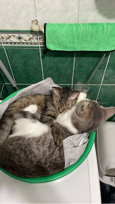 Отдам двух кошечек девочек