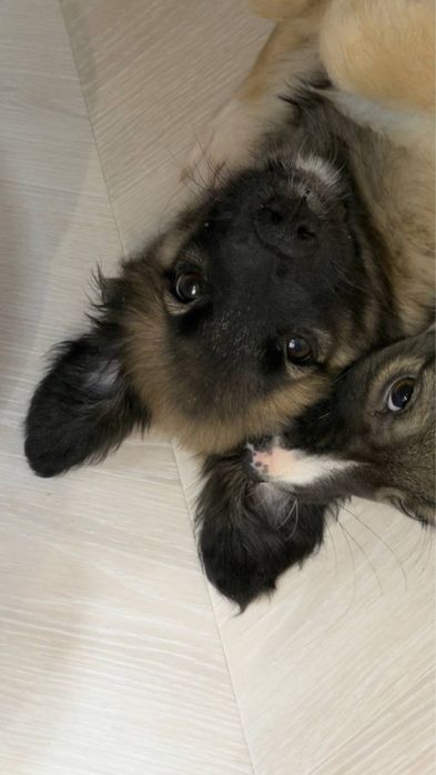 Малышке очень нужен дом!