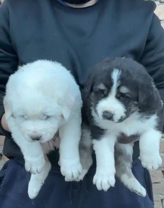 Щенки тобет  мощные