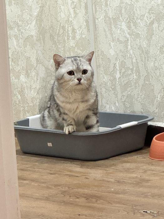 Котик шотладский отдам