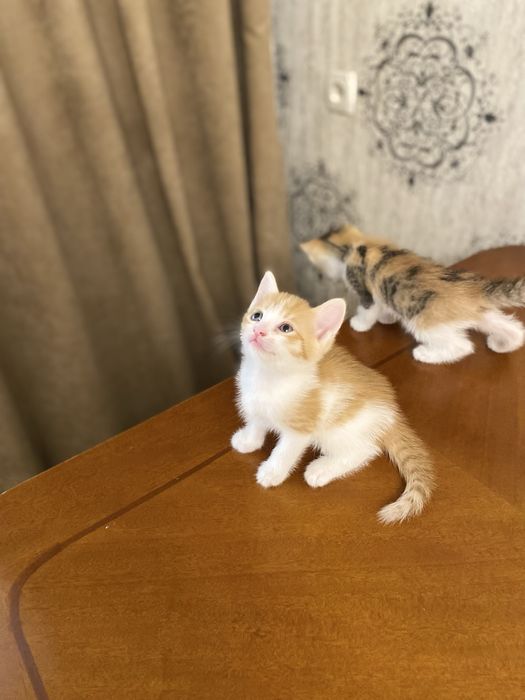 Екі марғау сатылады. 1 данасы 5000 тг