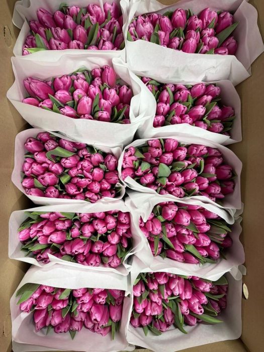 Голландские тюльпаны