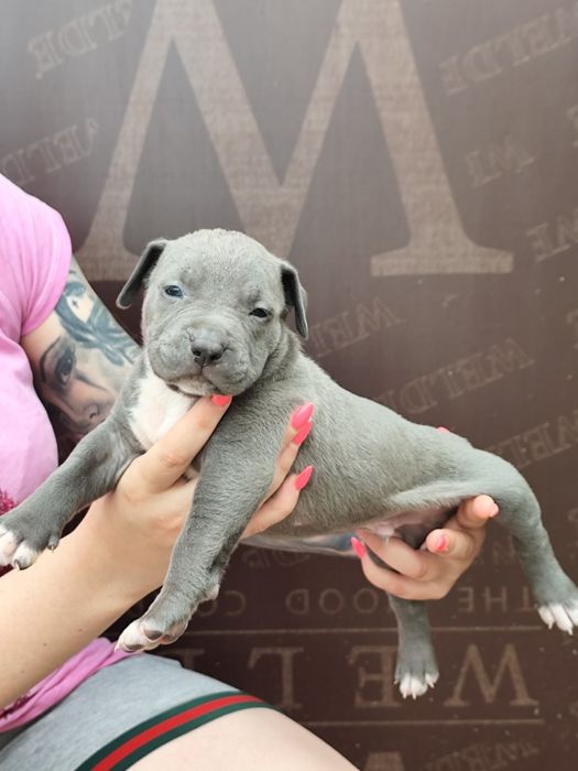 Американско Були Хл American bully Xl ABKC