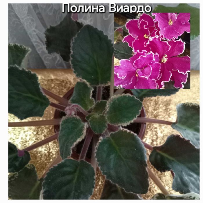 Продам фиалки ..