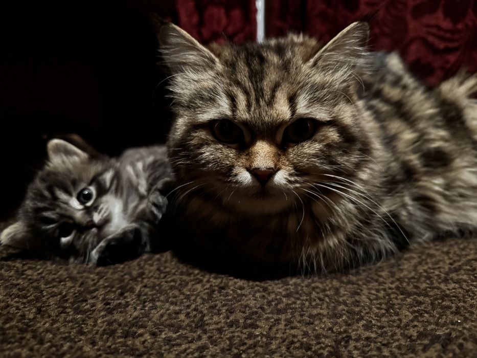 Продам котят две девочки