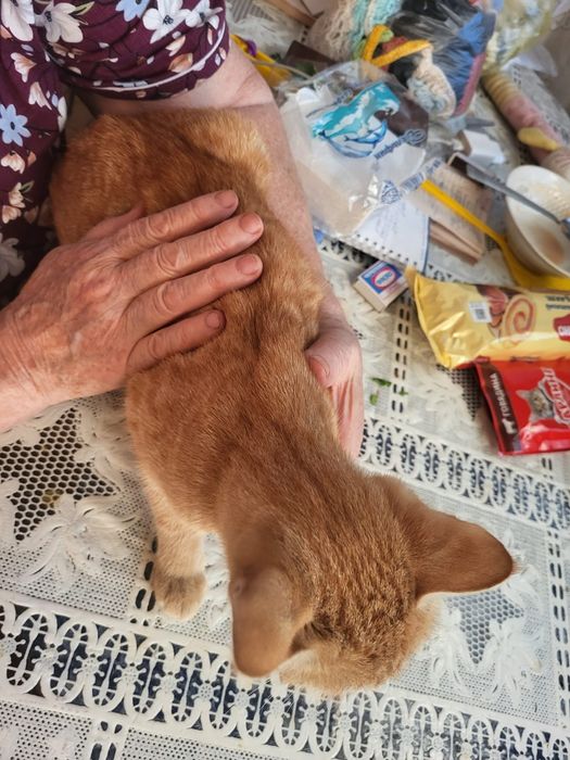 Пришахтинск.Котят в добрые руки.