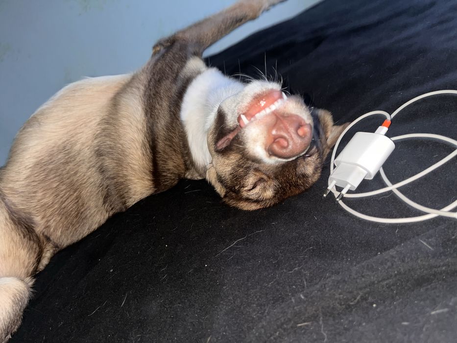 Собака 1 год почти