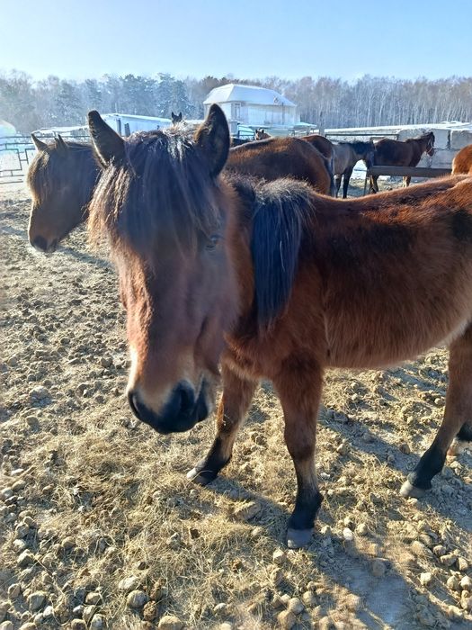 Лошади, продаю парой, или раздельно, обе девочки
