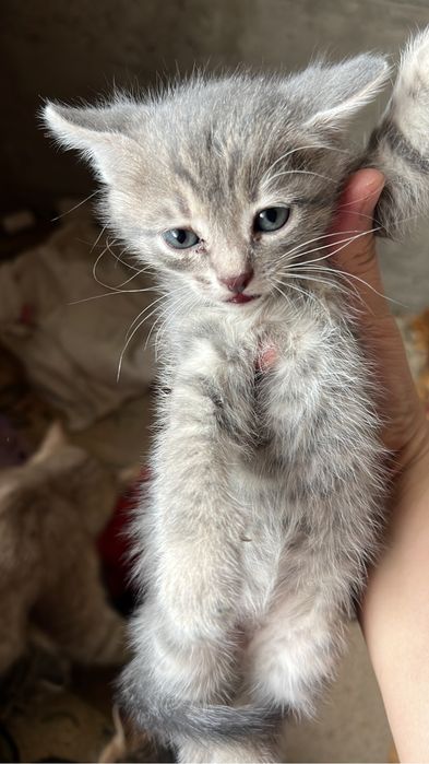 Жануарлармен жыныстық қатынасқа таң қалдырыңыз