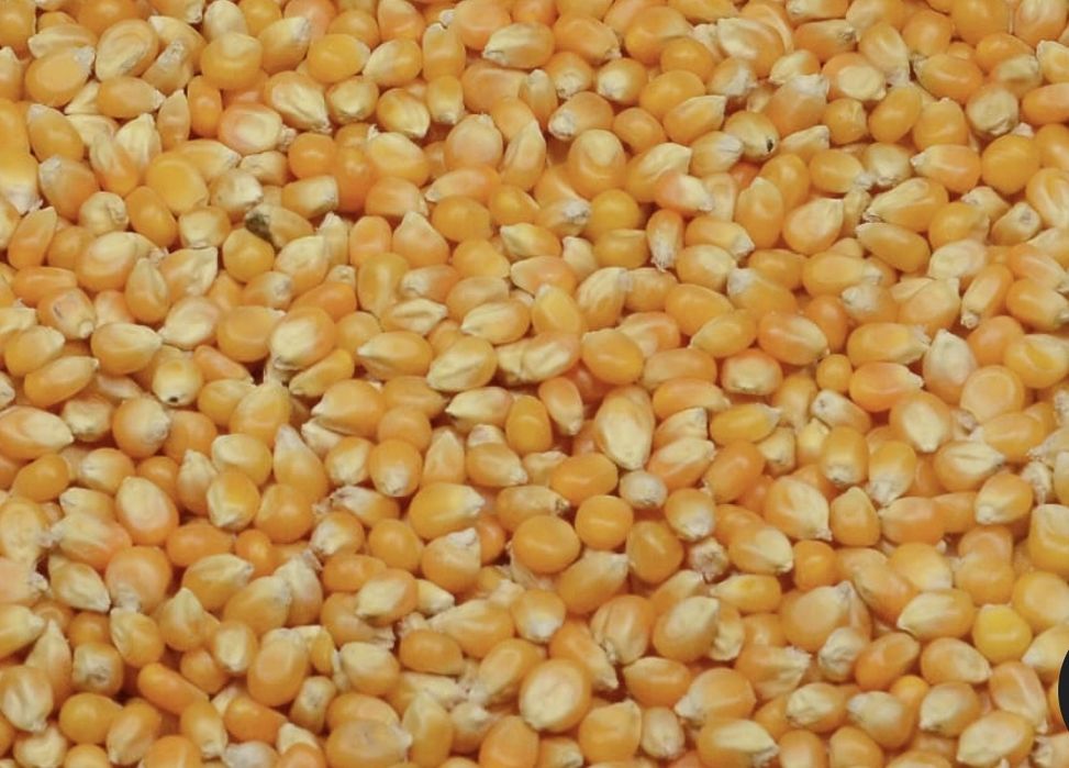 Porumb boabe de vânzare