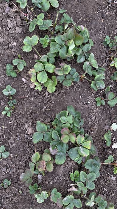 Продам клубнику Альбион