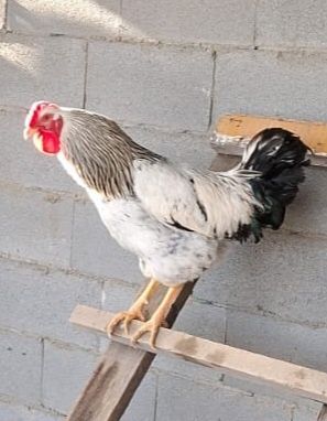 Продам или поменяю на курочек ..